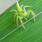 green jumping spider
