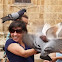 pigeon