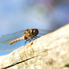 Northern Emerald