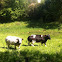 Cow