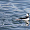 Bufflehead Duck