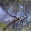 Eastern Painted Turtle