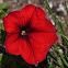 Petunia