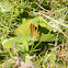 The Speckled Wood