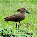 Hamerkop