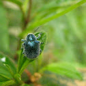Beetle