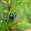 Beetle