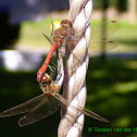 Moustached Darter (couple)