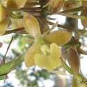 Orchid