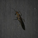 Stonefly