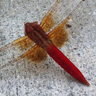 Flame Skimmer Dragonfly