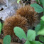 American Chestnut seed