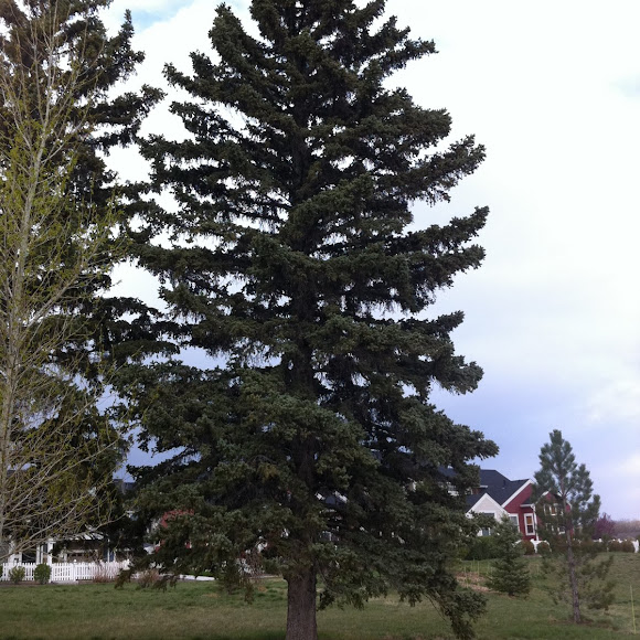 Spotting Image 1