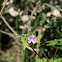 Herb Robert