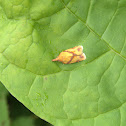One-banded Sparganothis