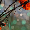 IMG_2854.JPG