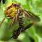 Bee fly