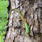 Philippine Spotted-Green Tree Skink 