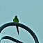 nanday conure