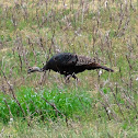 Wild Turkey (Jake)