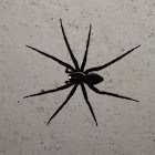 Fishing spider