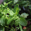 Spearmint