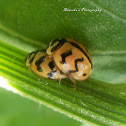 Indian Wave Striped Ladybug