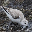 Sanderling