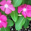 Vinca