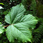 Sycamore maple