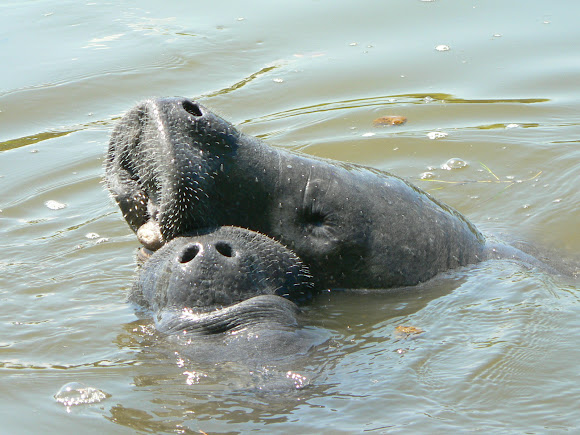 Spotting Image 1