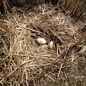 Canada Goose Nest with Eggs