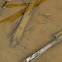 Frog tadpoles