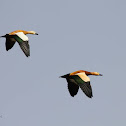 Ruddy Shelduck