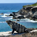 Black Spiny-tailed Iguana