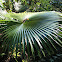 Round-leaf Fountain Palm