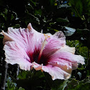 High Voltage Hibiscus