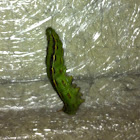 White-lined sphinx