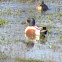 northern shoveler