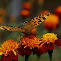 Common Leopard