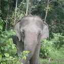 Asian elephant