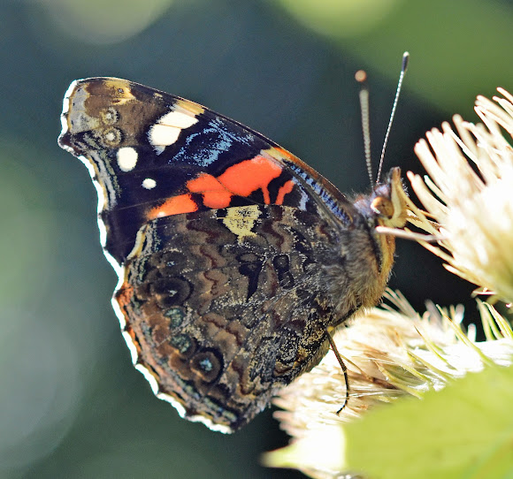 Spotting Image 1