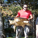 Alligator Snapping Turtle