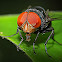 Flesh fly
