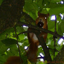Eurasian Red Squirrel