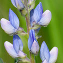 Blue lupin, Altramuz azul