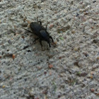 Rocky Mountain Billbug