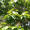 Common catalpa