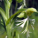 Ragged-fringed Orchid