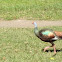 Ocellated Turkey